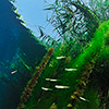 Reportage above and below of Italy fresh water, Chidro spring, Puglia photographed by the photographer Silvia Boccato